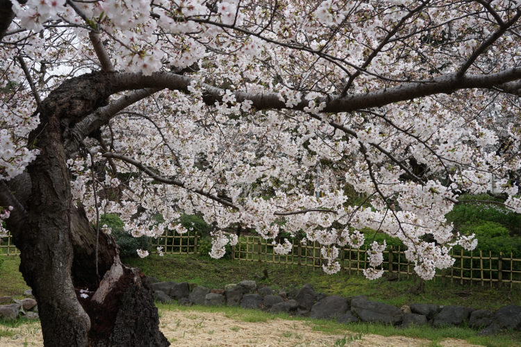【リモートワーク実施中】3週間続けて感じたメリット、デメリット